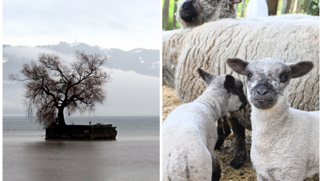Die kleinste Bodensee-Insel wird gerettet und Tierbabys erobern die Bauernhöfe in der Region – das sind die guten Nachrichten zum ...