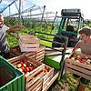 Mitarbeiter des Kompetenzzentrums Obstbau Bodensee verladen in einer Apfelplantage frisch geerntete Äpfel auf einen Anhänger. Auf 70 ...