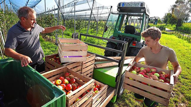 Mitarbeiter des Kompetenzzentrums Obstbau Bodensee verladen in einer Apfelplantage frisch geerntete Äpfel auf einen Anhänger. Auf 70 ...
