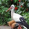 Ein Storch namens Peter. Er ist stolze 37 Jahre alt &ndash; für seine Verhältnisse steinalt, vergleichbar mit einem Menschen über 100 ...