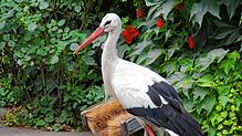 Peter, Storch am Affenberg, wurde 39 Jahre alt.
