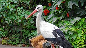 Peter, Storch am Affenberg, wurde 39 Jahre alt.