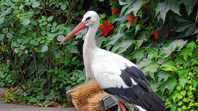Peter, Storch am Affenberg, wurde 39 Jahre alt.
