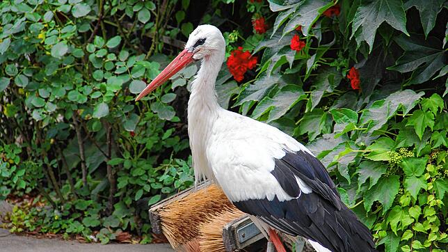 Ein Storch namens Peter. Er ist stolze 37 Jahre alt &ndash; für seine Verhältnisse steinalt, vergleichbar mit einem Menschen über 100 ...