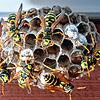 Wespen bauen unter einem Dachvorsprung ein Nest. (Symbolbild)