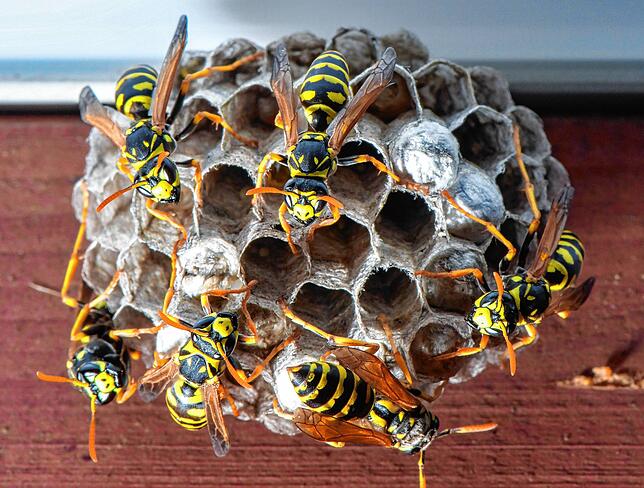 Wespen bauen unter einem Dachvorsprung ein Nest. (Symbolbild)