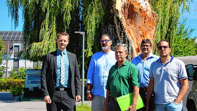 Sie haben sich den Schaden am Baum schon genau angeschaut (von links): OB Simon Gröger, Campingplatzpächter Matthias Kunz, Arborist ...