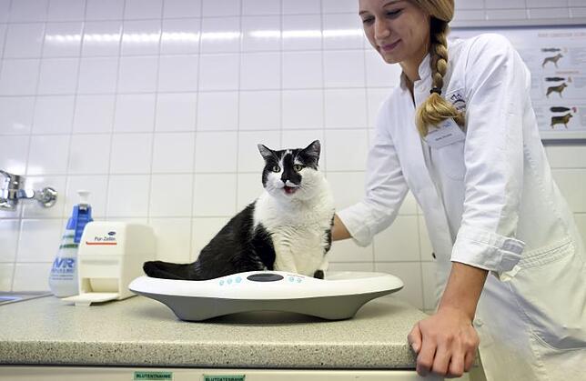Ernährungsberaterin Anna Däuble wiegt Katze Mausi.