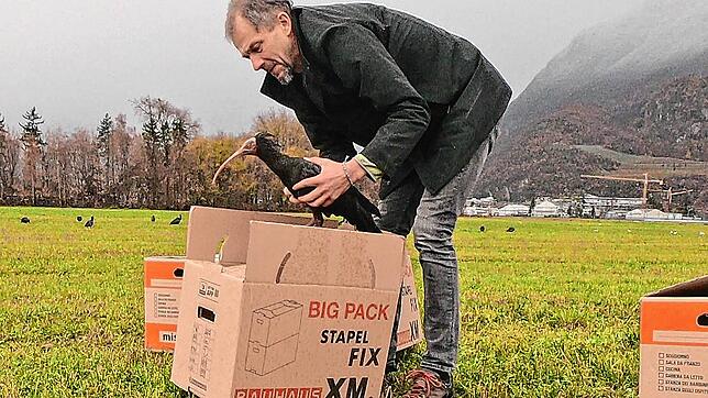 In Frickingen eingepackt und in Südtirol wohlbehalten angekommen: Am Sonntag ließ Projektleiter Johannes Fritz 18 erwachsene Waldrappe ...