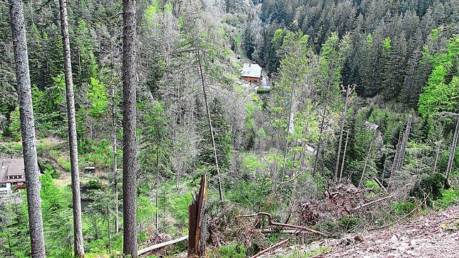 Der Seelenwald nach dem Sturm Sabine: Entwurzelte und abgeknickte Bäume &ndash; ganze Flächen wurden  plattgelegt.