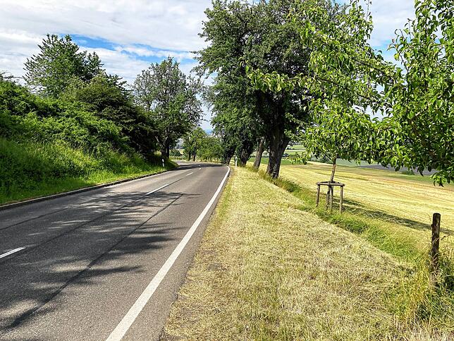 Die Abfahrt von Öfingen nach Oberbaldingen erweist sich als wunderschöne Allee, mit hilfreichem Gefälle.