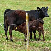 Mutterkuh-Haltung bedeutet, dass das Kälbchen nach der Geburt bei seiner Mutter bleibt und mit ihrer Milch großgezogen wird.
