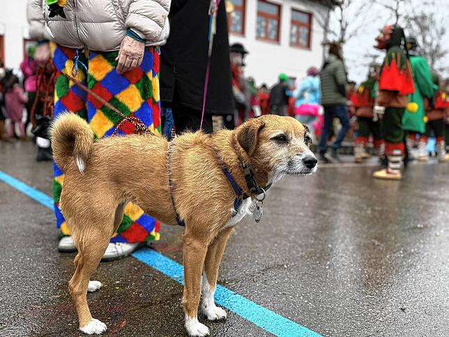 Bild 13: Fasnacht 2025 in Friedrichshafen: Rathaussturm & Schulbefreiung in eindrucksvollen Bildern!