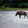 Geduld und Präzision braucht, wer ein Wildschwein jagen will. Kai Wielands Romanheld Leon fehlt es an beidem.