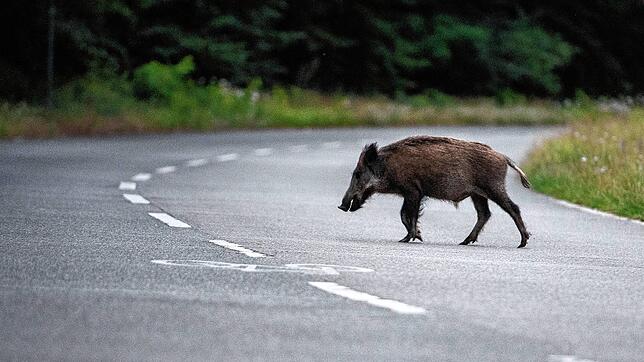 Geduld und Präzision braucht, wer ein Wildschwein jagen will. Kai Wielands Romanheld Leon fehlt es an beidem.