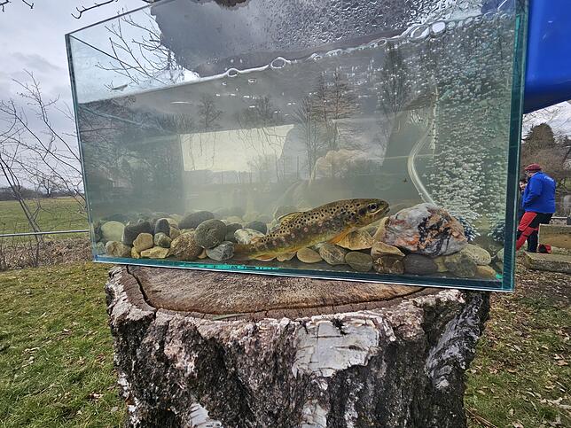 Eine Bachforelle und eine Äsche ziehen in einem Aquarium ihre Runden. Die zwei wurden zu Anschauungszwecken aus der Donau geholt und ...