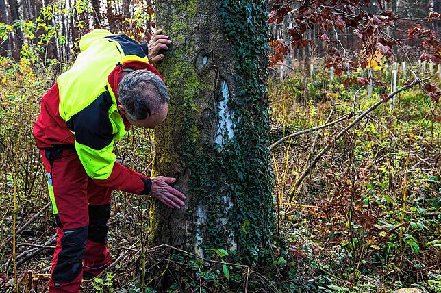 Thomas Birkhofer zeigt die Verletzung, die einem Baum durch ein Rückefahrzeug zugefügt wurde.