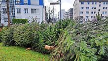 Christbäume ade! Nach den Feiertagen füllen sich die Sammelstellen im Konstanzer Stadtgebiet mit dem Gehölz. So beispielsweise auch die ...