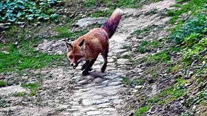 Die ursprünglich sehr scheuen Tiere gelten inzwischen schon als Kulturfolger: Rotfüchse, die sich an die Annehmlichkeiten in ...