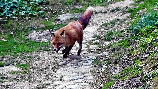 Die ursprünglich sehr scheuen Tiere gelten inzwischen schon als Kulturfolger: Rotfüchse, die sich an die Annehmlichkeiten in ...