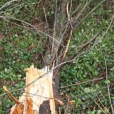 Dieser Baum hielt dem Sturm nicht stand, und knickte um.