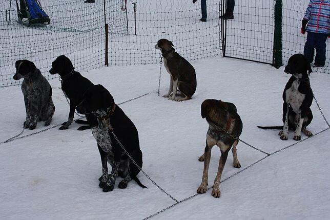 Bild 42: Das Internationale Schlittenhunderennen in Todtmoos 2019 in Bildern