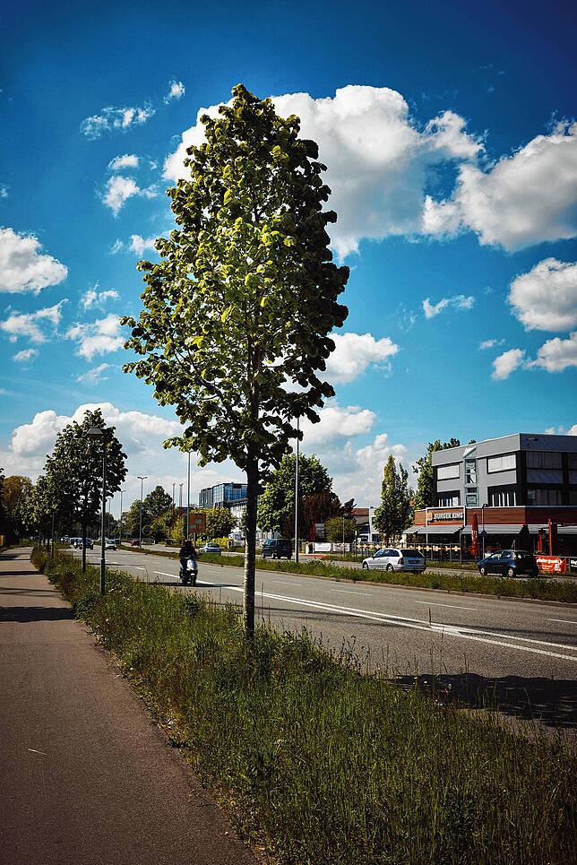 Silberlinden, wie diese an der Reichenaustraße, gelten als Klimabaumarten.