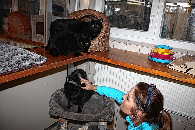 Diese drei schwarzen, im Frühjahr geborenen Geschwister-Kätzinnen sind jeweils noch auf der Suche nach neuem Personal.