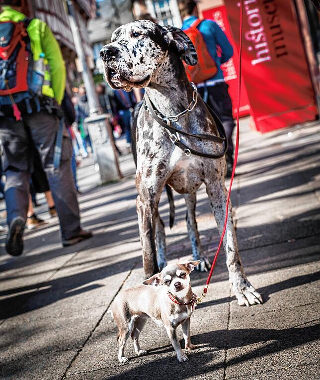 Klein und groß: Chihuahua Lila (vorn) und Dogge Paula beim Spaziergang in Frankfurt.