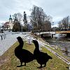 Wo sind die Donaueschinger Stadtgänse hin? Gut zwei Jahre lang haben sich die Tiere hier besonders wohlgefühlt. Jetzt sind sie ...