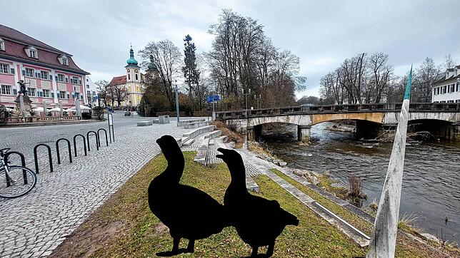 Wo sind die Donaueschinger Stadtgänse hin? Gut zwei Jahre lang haben sich die Tiere hier besonders wohlgefühlt. Jetzt sind sie ...