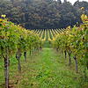 Die Weinlese in der Region hat begonnen. Das Wetter hat ideale Voraussetzungen für typische Hochrhein-Weine geschaffen.