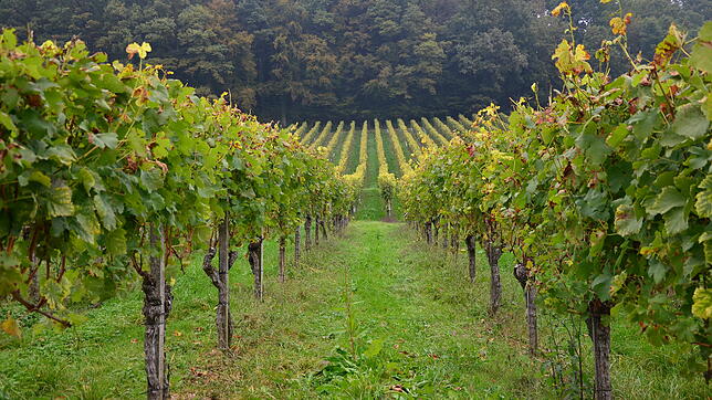Die Weinlese in der Region hat begonnen. Das Wetter hat ideale Voraussetzungen für typische Hochrhein-Weine geschaffen.