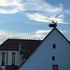 Im August 2018 versammelt sich eine ganze Storchenjungschar auf dem Dach der Katholischen Kirche in Bad Dürrheim, bevor es zum ...
