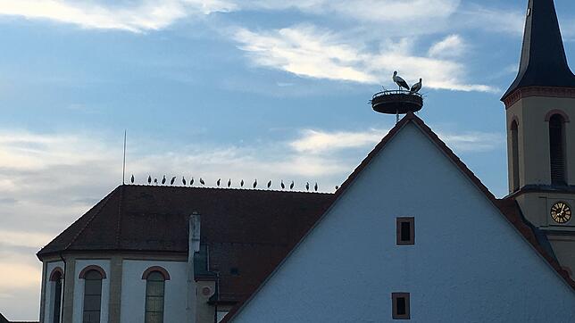 Im August 2018 versammelt sich eine ganze Storchenjungschar auf dem Dach der Katholischen Kirche in Bad Dürrheim, bevor es zum ...