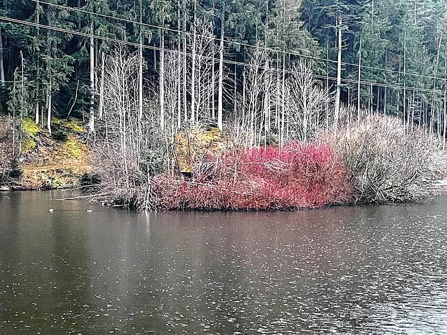 Auf dieser Insel sind mehrere Bäume umgeknickt: Biberwerk.