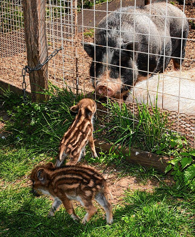 Nase an Nase: Mit Respekt begrüßen die Wildschwein-Ferkel Max und Moritz Zwerghängebauchschwein Rüdiger.