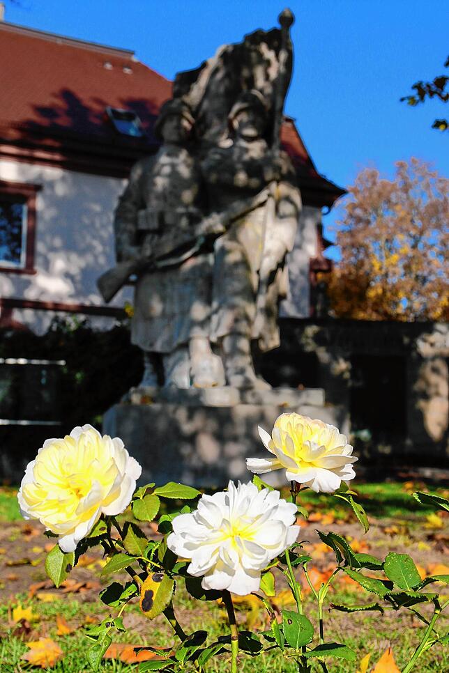 So sehen die weißen Rosen, auch Sophie-Scholl-Rosen genannt, aus, die am Kriegerdenkmal am Luisenplatz wachsen und blühen. (Archivbild)