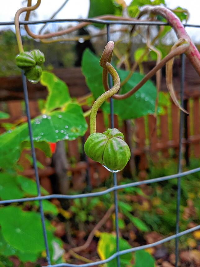 Die Kresse rankt über das Gitter. Die Knospen lassen sich toll als Kapern einlegen.