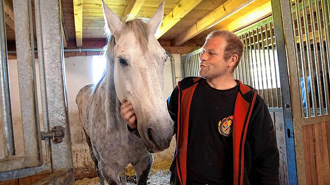 Angel in guten Händen: Für Fabian Kaiser ist die zutrauliche Kaltblut-Stute eine Herzensangelegenheit. Jahrelang war sie vernachlässigt ...