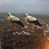 Am Montagabend liegen vier töte Küken im Nest. Die Storcheneltern trauern.