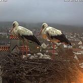 Am Montagabend liegen vier töte Küken im Nest. Die Storcheneltern trauern.