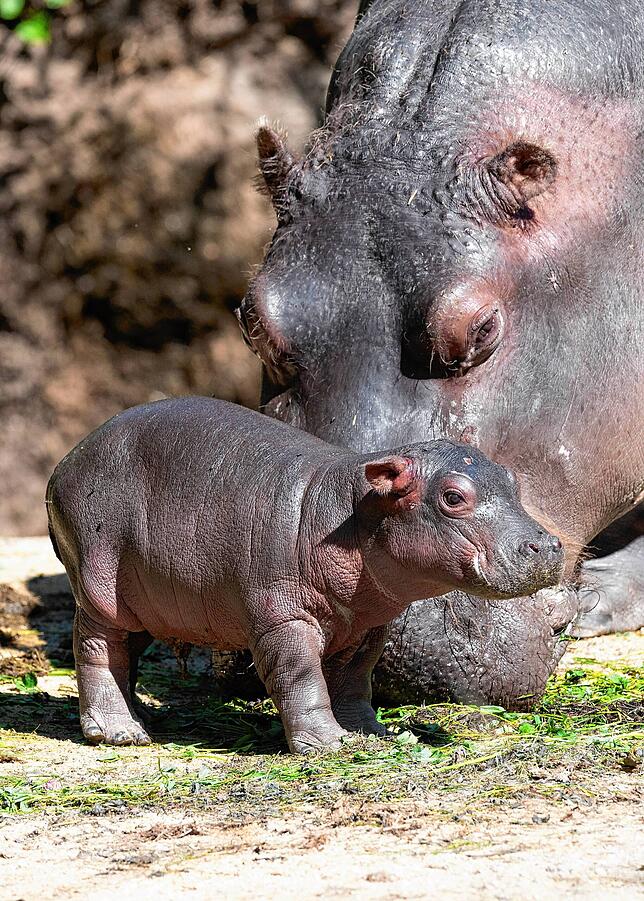 Bild 1: Nachwuchs im Zoo: So putzig ist das neugeborene Flusspferd-Baby in Basel