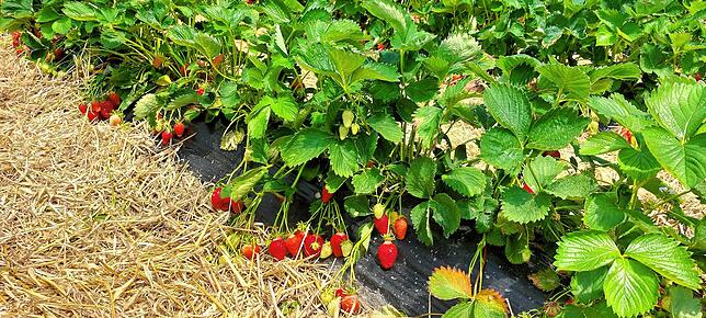 Bild 1: Erdbeeren selber pflücken: 16 Erdbeerfelder in Südbaden