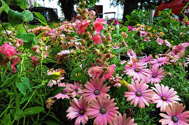 Kapkörbchen kommen in vielen Farben im Villengarten vor. Hier sorgen sie zusammen mit Löwenmäulchen für rosa Akzente.
