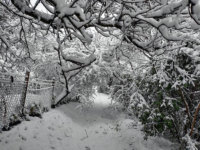 Ein zauberhaft verschneiter Wald in Rielasingen.