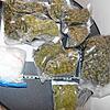 Knapp ein Kilogramm Marihuana und Amphetamine, wie auf unserem Archivbild von einer anderen Drogenrazzia im Sommer 2023 zu sehen, teils ...