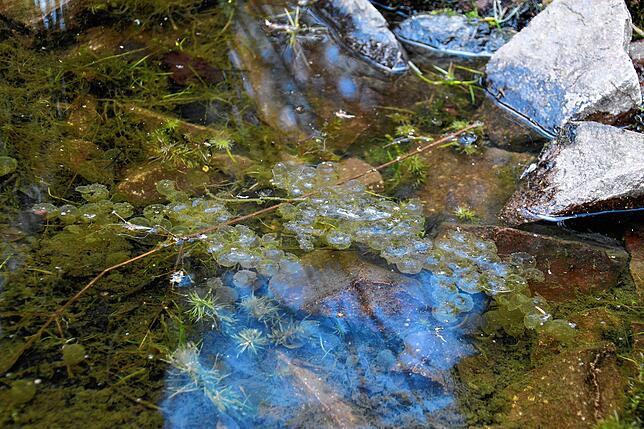Im Teich sind die Eier der Frösche Fressfeinden wie beispielsweise dem Molch ausgesetzt. Er entkernt die Froscheier und lässt eine leere ...