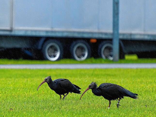 Jungvögel stehen im schwedischen Jönköping in einer Wiese.