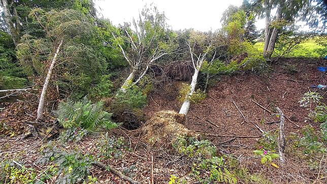 Die Bäume wurden von der Wucht des Tornados entwurzelt.